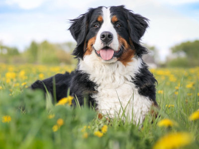 Aromathérapie animale